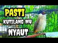 Lagu Suara burung kutilang gacor memanggil lawan Pancingan kutilang agar bunyi seketika