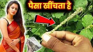 पैसों को चुम्बक कि तरह खींचता है यह पौधा मिल जाए तो छोड़ना मत । Bageshwar Dham Sarkar
