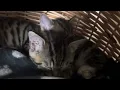 Meet Loki and Yoshi my two adorable bengal tabby cross kittens