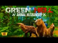 Green Hell - Animal Husbandry How to Feed Hydrate and Care for our Pets Survival Tips Tricks