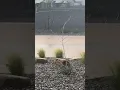 Monsoon storm dumps rain in Prescott Valley