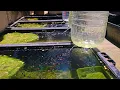 Download Lagu Summer: Inside A NATURAL OUTDOOR GUPPY Mini FARM with Hundreds Of Beautiful Guppies!!