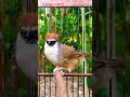 Download Lagu Burung Kaso kaso Gacor