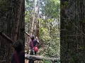 Download Lagu pikat cucak ijo di Kalimantan barat dapat bodi jumbo#shorts
