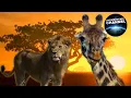 Download WILDLIFE IN SERENGETI | Wild animals | Serengeti National Park mp4 3gp mp3 videos - waplic