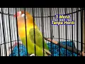 Download Lagu Lovebird ngekek panjang 3 menit full