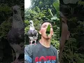 Download Lagu bird sounds #birds #birdssinging #birdsong #birdsound #birdcalling