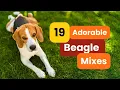 Top 19 Beagle Mixes That Will Steal Your Heart