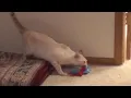 of adoptable pet named Victor