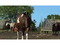 Equine Assisted Therapy
