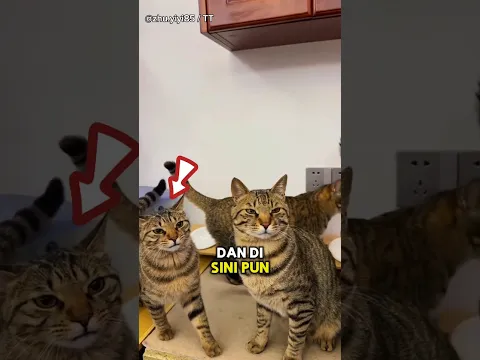 Perkumpulan Kucing Mujair yang Bawel😊