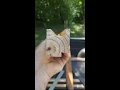 Caradco Window Repair - Part 1