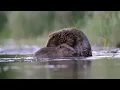 Eagles: The Kings of the Sky | Free Documentary Nature