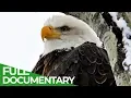 Download Lagu Eagles: The Kings of the Sky | Free Documentary Nature