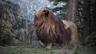 هل انقرض أسد الأطلس حقا     دندنها