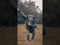 Download Lagu elephant dance #song #music #shortvideo