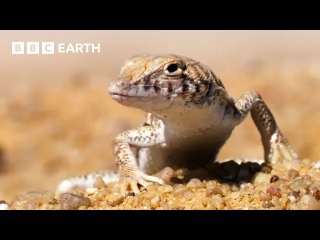 Video: A Journey Through the World's Deserts | BBC Earth