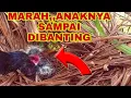 Download Lagu WADUH..BEGINI CARA INDUK BURUNG BUTBUT MEMBUNGKAM ANAKNYA YANG BERISIK DAN GAK MAU MAKAN