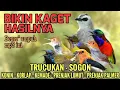Lagu Suara pikat Trucukan Sogon Konin Korlap Kemade Prenjak lumut Prenjak palmer