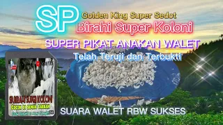 Download SP BIRAHI SUPER KOLONI || PEMIKAT DAN SEDOT ANAKAN WALET || RESPONSIF || SUARA WALET RBW SUKSES MP3