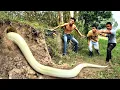 3 Brave Experts Catch Giant White Snake With Their Hands