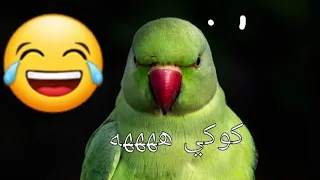 ببغاء دره تتكلم بوضوح  بتعجبك هههههه دندنها
