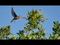 Download Lagu A tree pipit (Anthus trivialis) courtship display flight and song