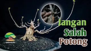 waktu yang tepat untuk mengganti media pada bahan bonsai waru dan pengarahan awal