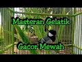 Download Lagu Masteran gelatik batu gacor mewah + istimewah