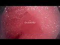YAIMA - Gajumaru