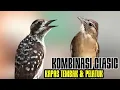 Download Lagu KOMBINASI MASTERAN BURUNG ‼️KAPAS TEMBAK-PELATUK SAMPIT