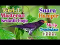Download Lagu Virall..!! Violet Cuckoo||Kedasih Ungu Tembakan Mirip Cililin Cocok Untuk Masteran Burung Kicau Anda