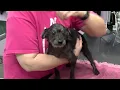 Indiana Board of Animal Health Humane Fort Wayne warn of increase in pet scams