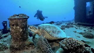 The BIG City, Turtles, Ship Wrecks, Guinea Pigs ~DRENCHED Ep. 2~