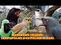 Download Lagu masteran Trucuk dengan kombinasi suara burung masteran terbaik dan mudah di Tirukan.