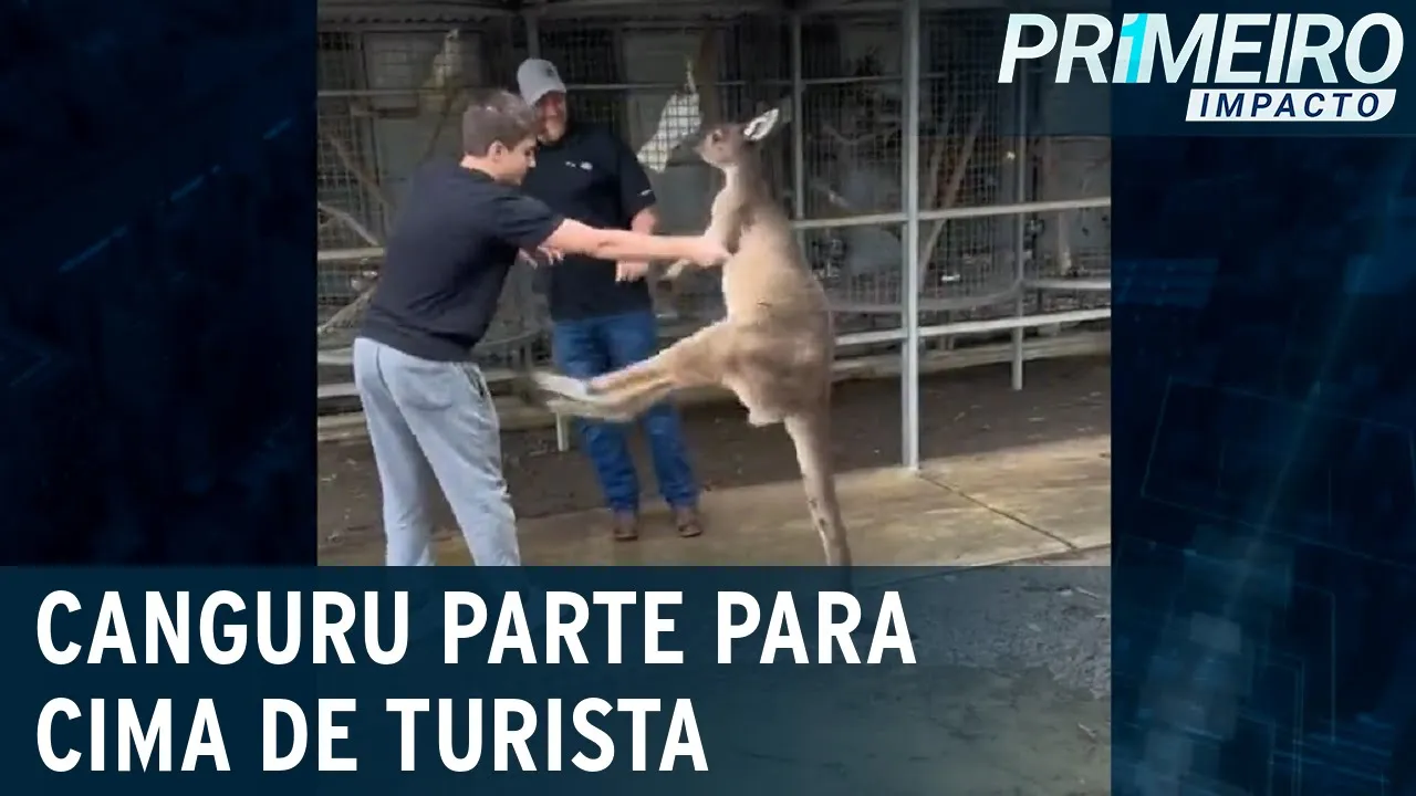 Canguru parte para cima de turista em parque na Austrália | Primeiro Impacto (16/06/23)