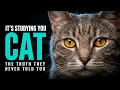 The Cat the most mysterious animal living with you the full breakdown