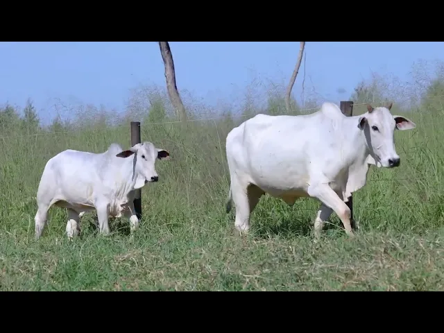 Matriz Nelore ANTR - 5