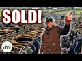 Sale Barn 101 How to Navigate a Livestock Auction