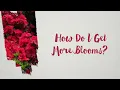 How Do I get More Azalea Blooms on My Reblooming Azaleas?