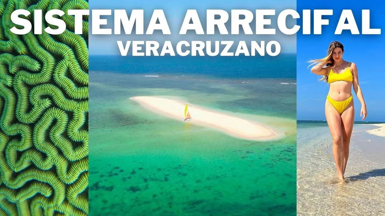 Bajo el Mar de Veracruz: Misterios y Maravillas del Sistema Arrecifal