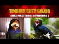 Download Lagu TENGKEK BUTO GACOR DOWNLOAD BUAT MASTERAN