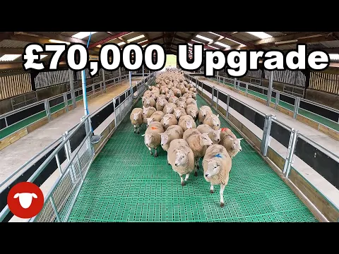 Download MP3 These SHEEP got a NEW SHED