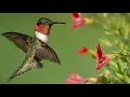 Hummingbirds Breeding Zones and Migration Routes in North America Narrated