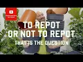 Download Lagu To repot or not to repot - that is the question