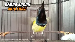 masteran sogon nembak panjang ampuh bikin sogon lain cepat gacor