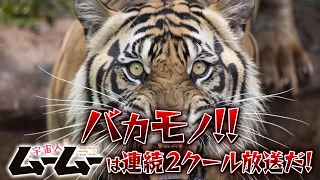 YouTube影片, 內容是外星人姆姆 的 PV3