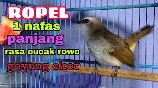 burung Trucukan gacor Ropel 1 nafas panjang volume cucak rowo