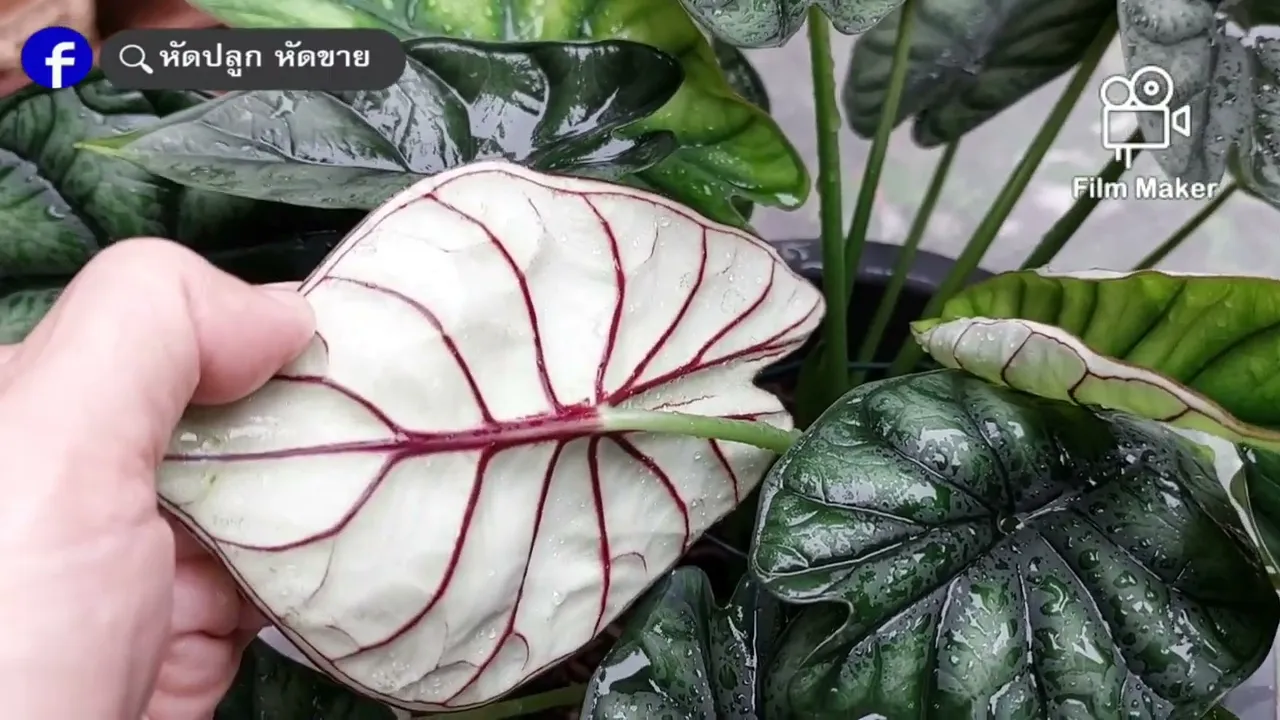 EP.12_รีวิว#Alocasia Dragon Scale
