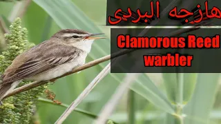 صوت طائر هازجه البردى دندنها
